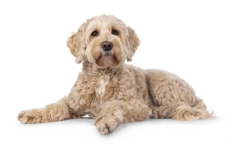 L-Cystein für Hunde: Glutathion-Unterstützung, Lebergesundheit & Antioxidantien-Schutz