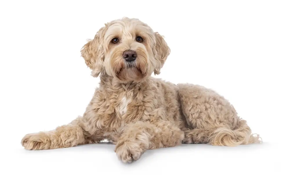 Cysteine for Dogs: Glutathione Support, Liver Health & Antioxidant Defence