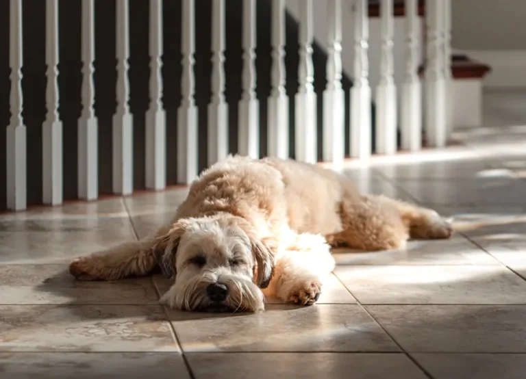 L-Glutamine for Dogs Health Benefits and Considerations