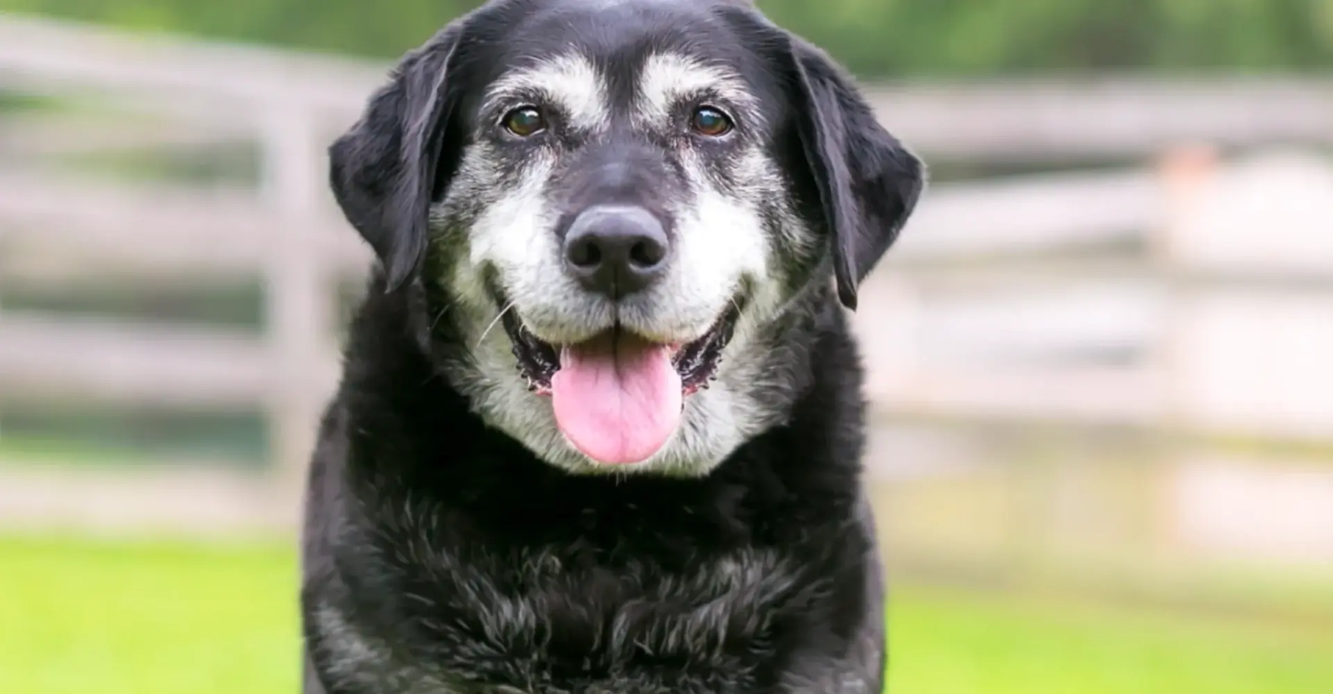 Leucine for Dogs: Muscle Support, Metabolic Signalling & Healthy Ageing
