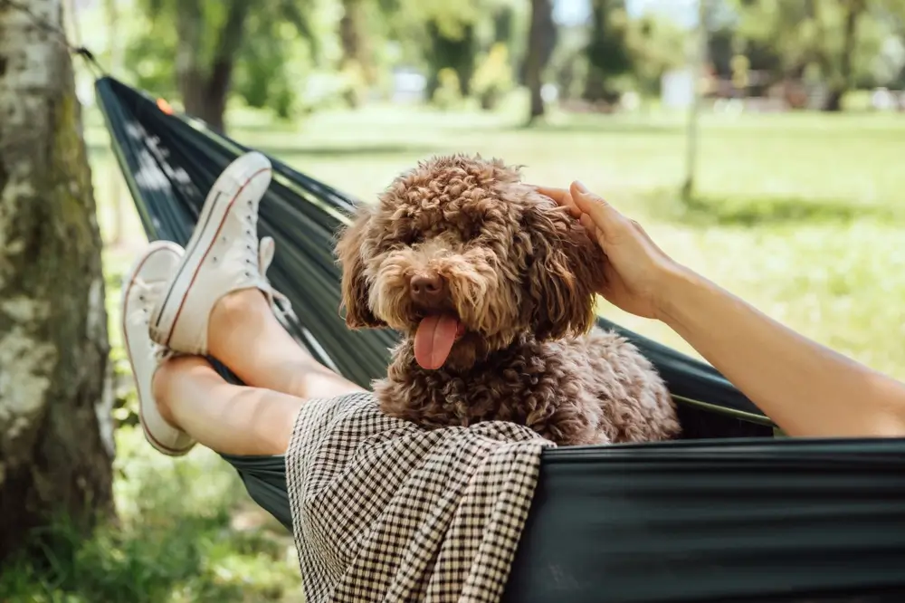 L-Tryptophan for Dogs: Discover the Benefits