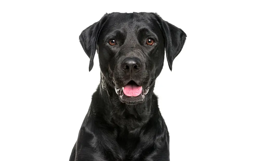Problemas de Salud del Perro Labrador: Guía completa de problemas comunes
