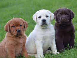 Labrador Retriever Fellfarben