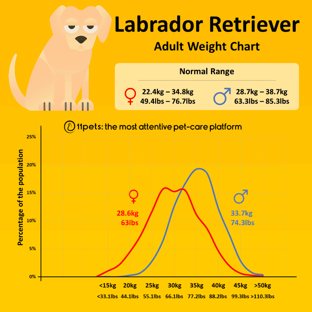 Labrador Retriever Gewichtstabelle