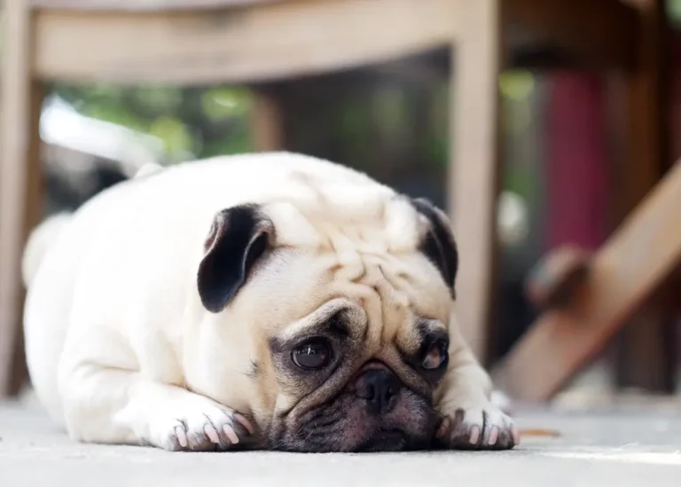 Intestino permeable en perros - Causas, síntomas y tratamiento
