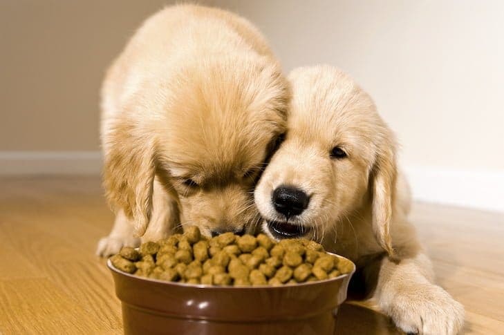 Fleischfreie Hundekekse – Gesunde Leckerbissen