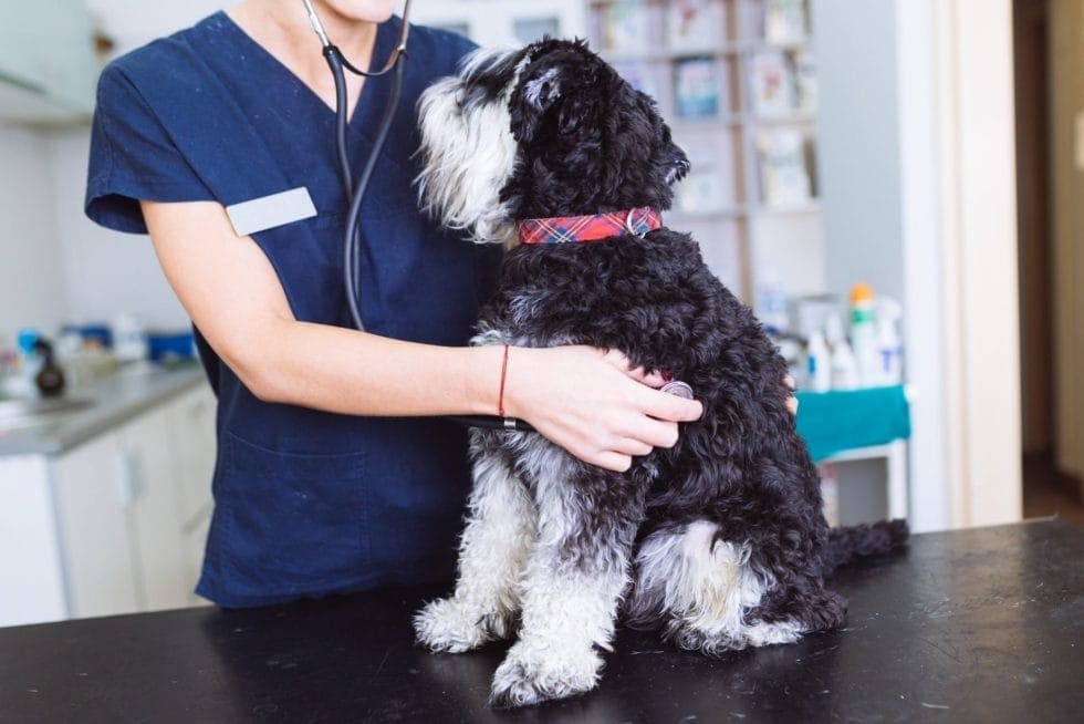 Disbiosis intestinal en perros: causas, síntomas y cómo restablecer el equilibrio