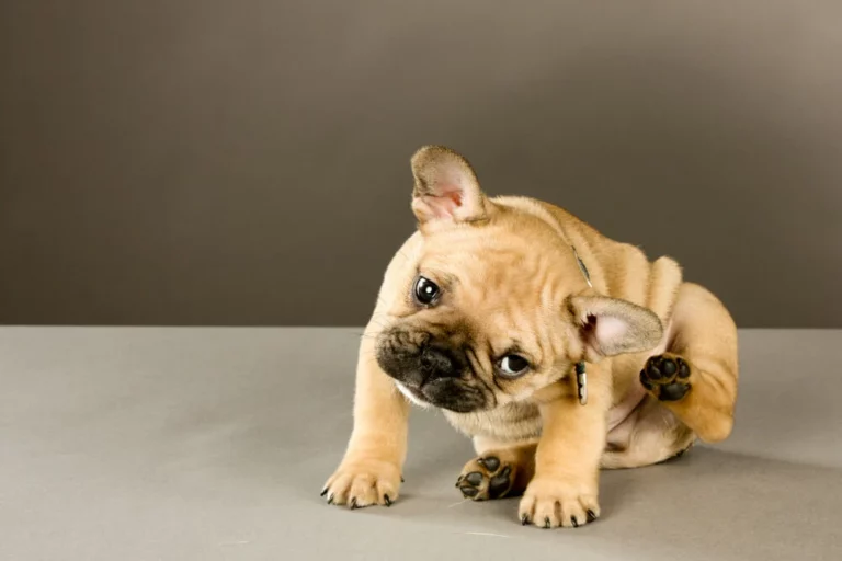 Meest voorkomende huid- en vachtaandoeningen bij honden