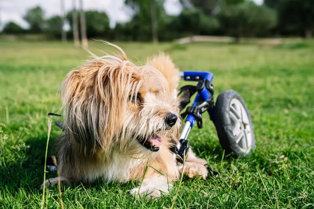 Natural Anti-Inflammatories for Dogs with Arthritis Comprehensive Guide