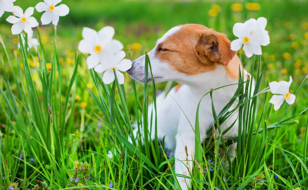 Antihistaminiques naturels pour chiens Traitement des allergies
