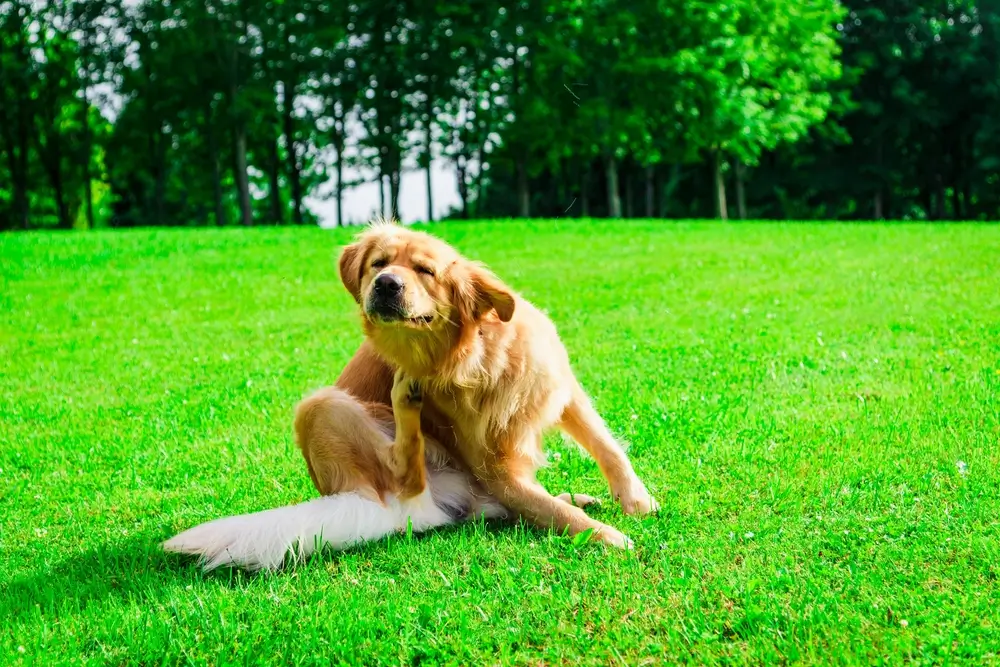 Natural Antihistamines for Dogs: How They Work and Evidence-Based Options