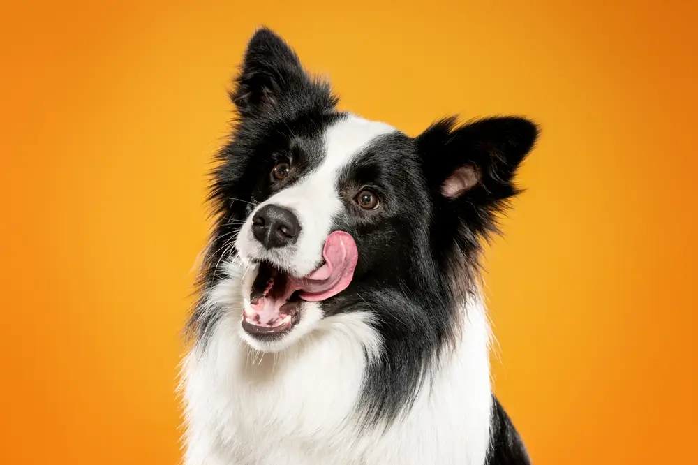 Prebióticos y probióticos naturales para perros - Impacto sinérgico para la salud intestinal canina