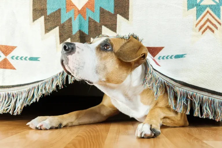 Natural Home Remedies for Separation Anxiety in Dogs Guide for Owners