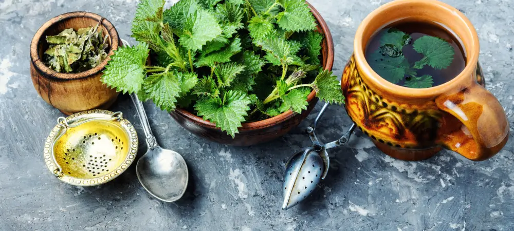 Nettle for Dogs Guide to Stinging Nettle Health Benefits