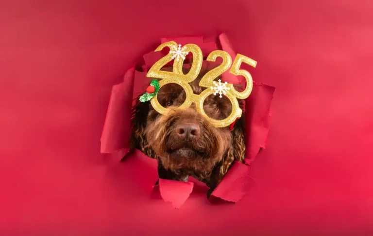 New Year, New Dog: Resolutions for a Healthy and Happy Dog