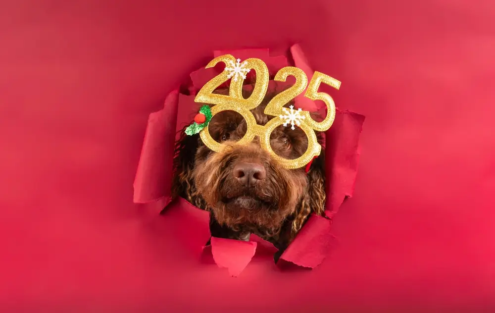 New Year, New Dog: Resolutions for a Healthy and Happy Dog