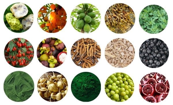 Non-nutrients health benefits for dogs from plant-based superfoods