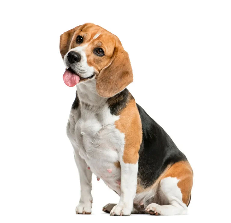 Los nucleótidos para perros mejoran su salud