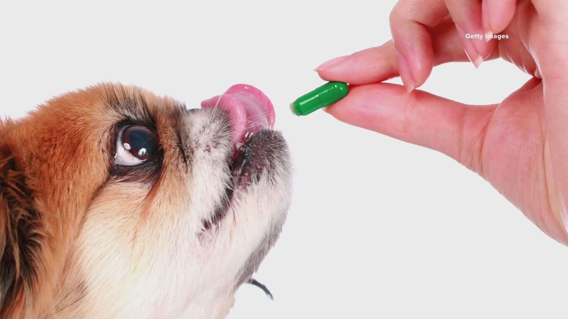Nutracéuticos para perros – Impacto poderoso para la salud de tu perro