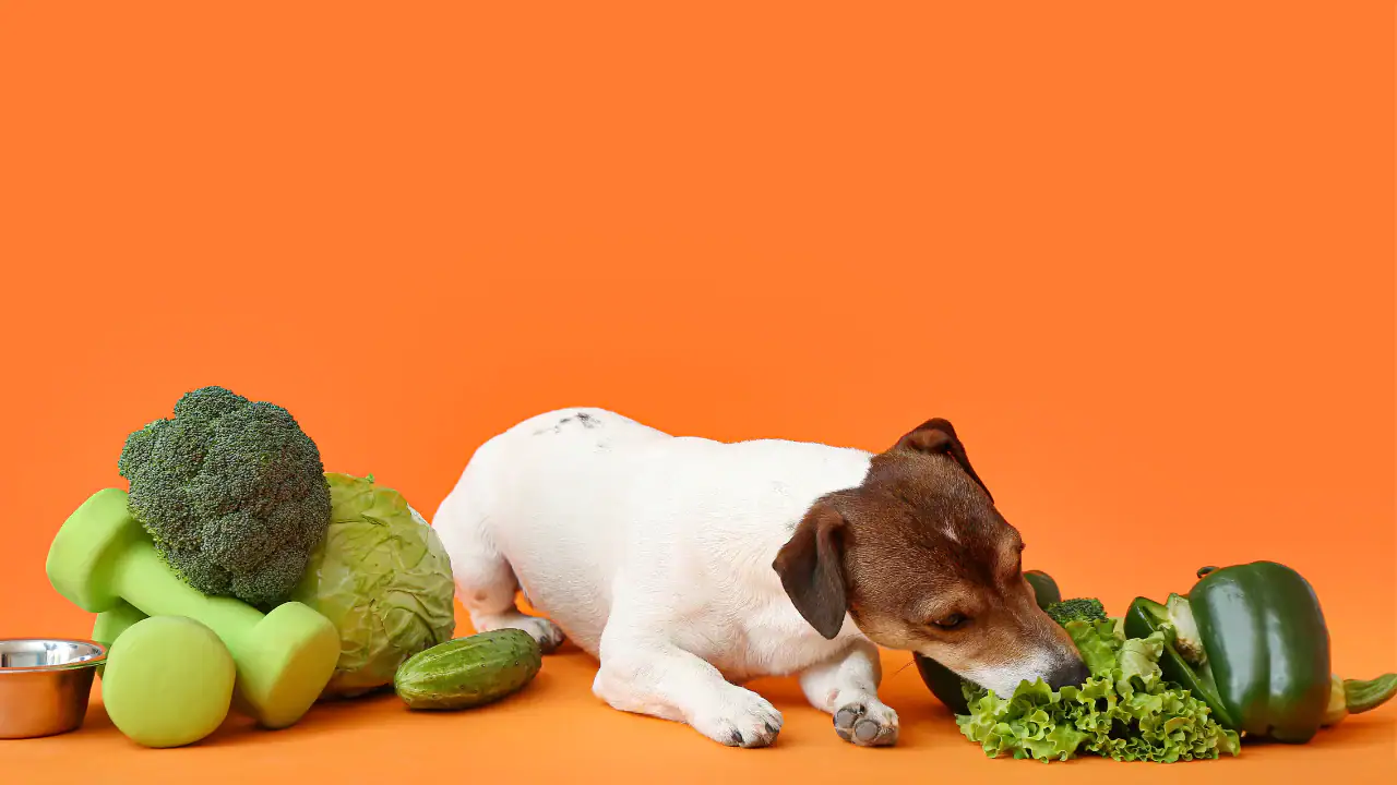 Nutrientes para perros: una guía completa