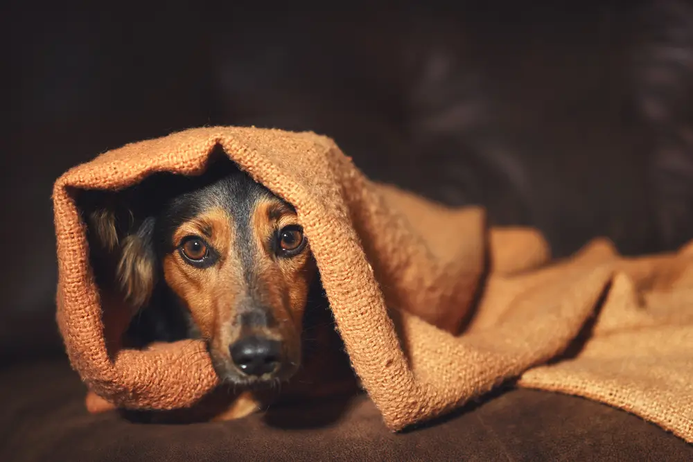 Ernährungswissenschaftliche Ansätze zur Bewältigung von Stress und Ängsten bei Hunden: Eine neurologische Sichtweise