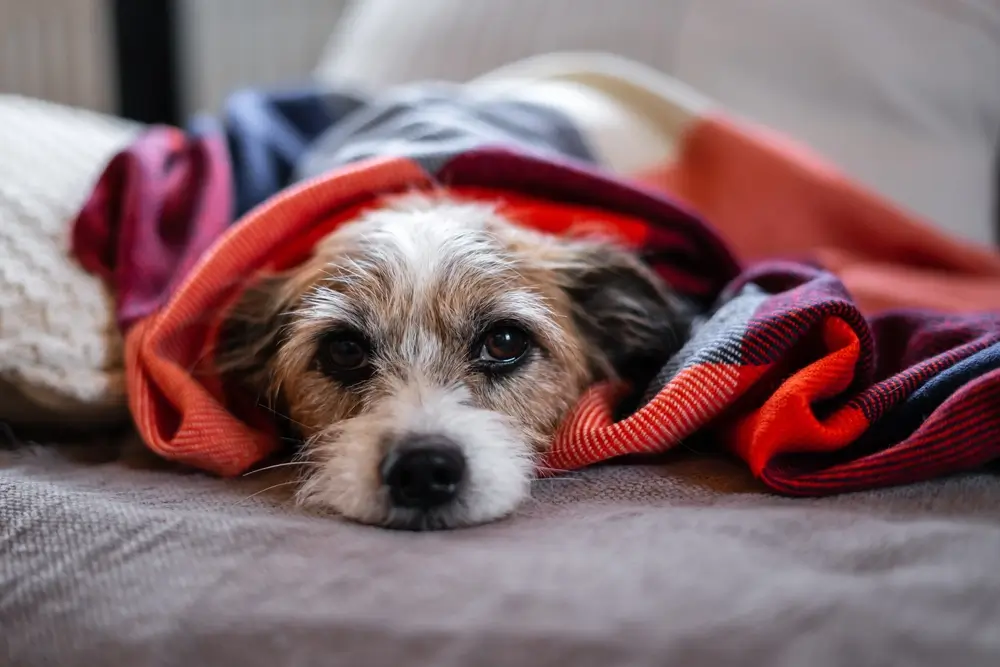 Oxidative Damage in Dogs - Unhealthy Impacts on Dog Health