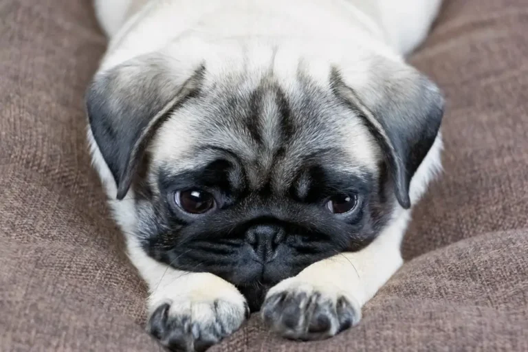 Oxidative Stress and Gut Microbiota's Role in Neurodegeneration Canine Insight