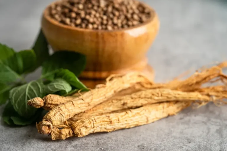 Panax Ginseng for Dogs: A Core Adaptogen for Stress, Cognition, and Senior Vitality