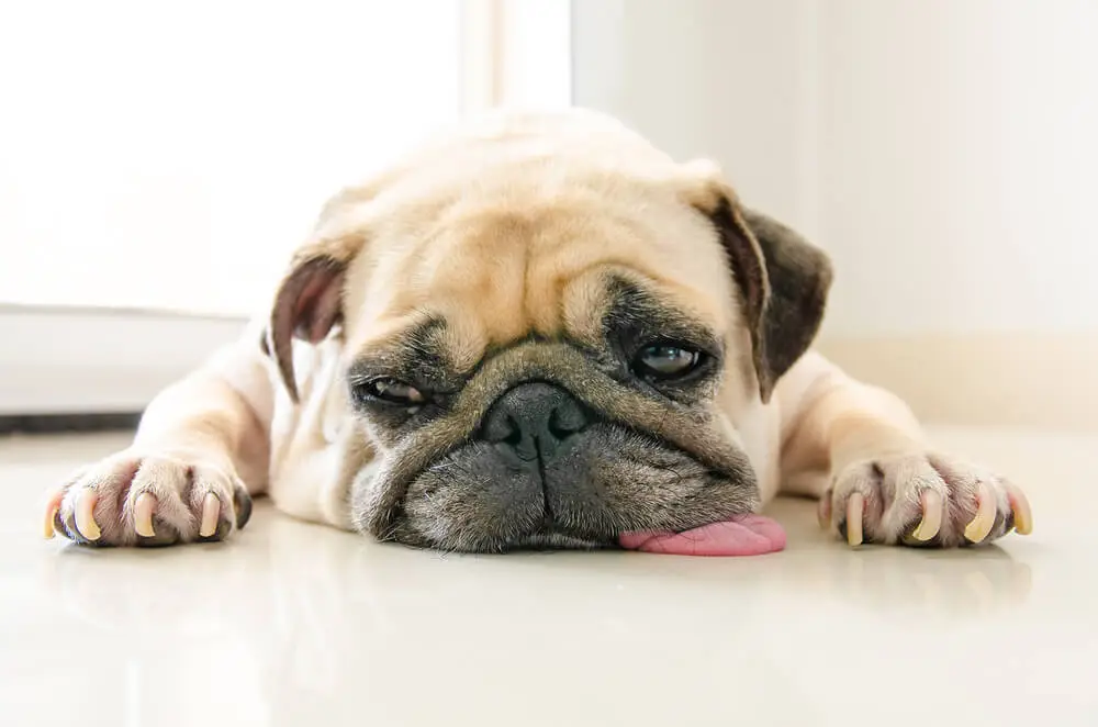 Pancreatitis in Dogs Causes and Treatment and Best Foods Comprehensive Overview