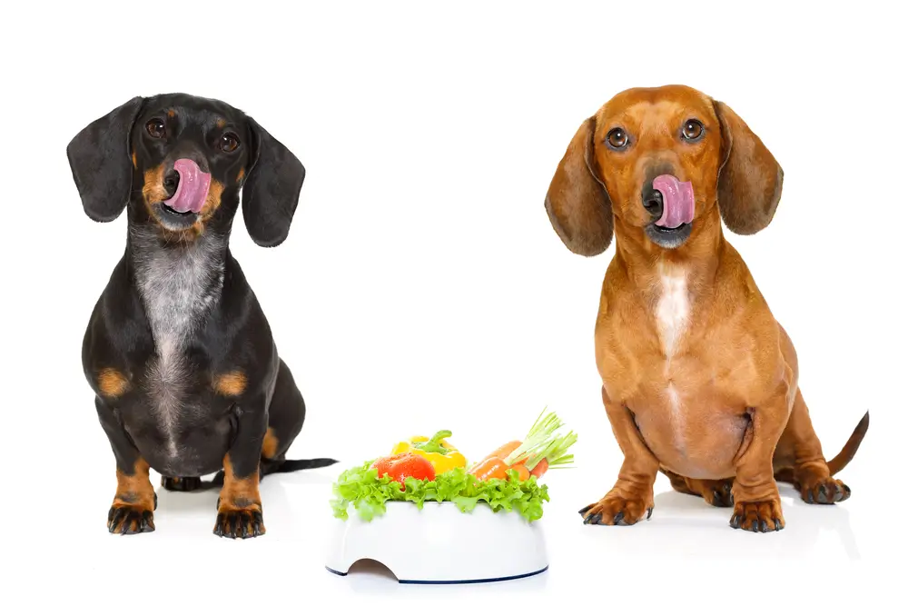 Pflanzliche Ernährung für Hunde - Evidenzbasierter Leitfaden zu veganer Ernährung, Sicherheit und optimaler Gesundheit