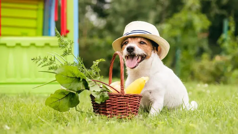 Plants and Functional Food - Powering Your Dog's Best Health