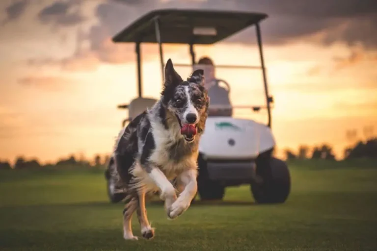 Playful Routines for a Mentally and Physically Fitter Dog