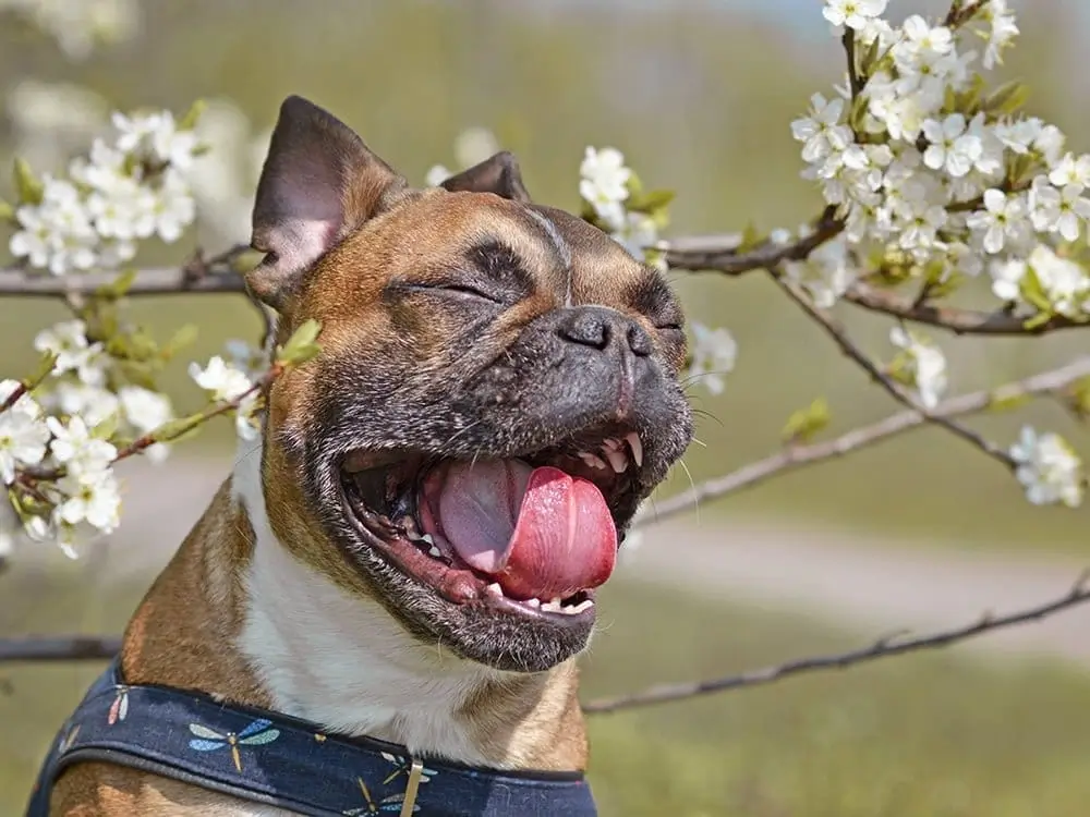 Pollen Allergy in Dogs - Causes, Symptoms and Treatments