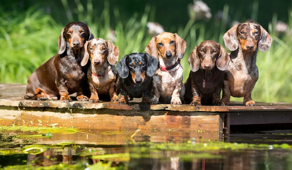 Polyphenols for Dogs Powerful Health Benefits for Dogs