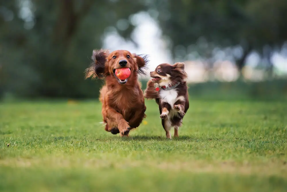Comida para perros con prebióticos Probióticos y postbióticos Beneficios para la salud