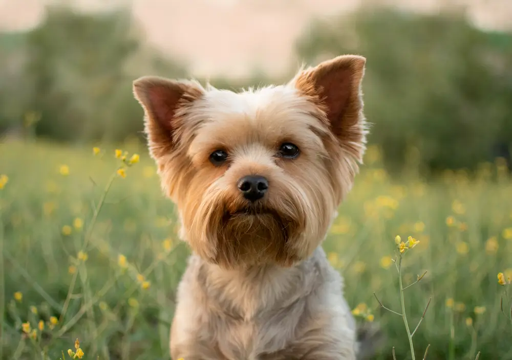 Probiotic Lactobacillus helveticus: Gut Health Benefits for Dogs