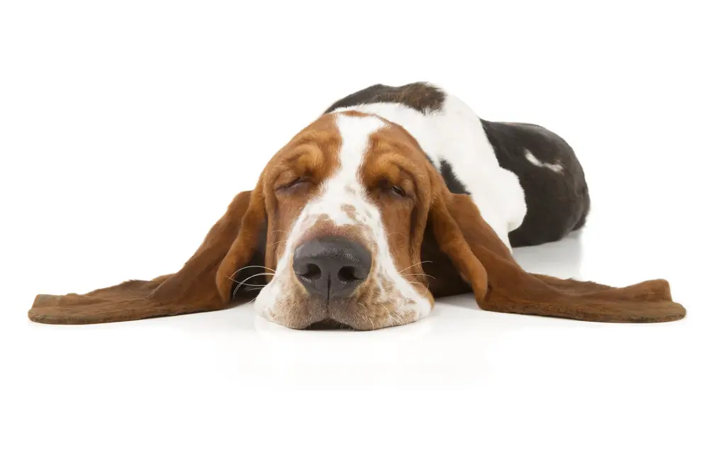 Probiotics for Dogs with Inflammatory Bowel Disease IBD