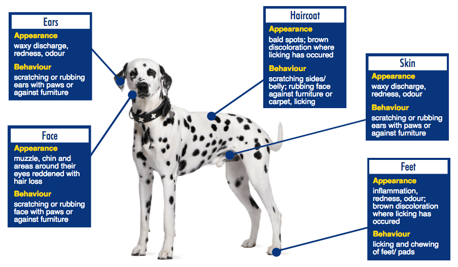 Pruritus in Dogs Guide to Symptoms Causes and Treatments