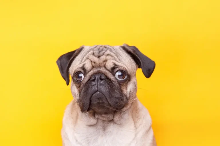 Problemas de Salud del Perro Pug: Guía completa de problemas comunes
