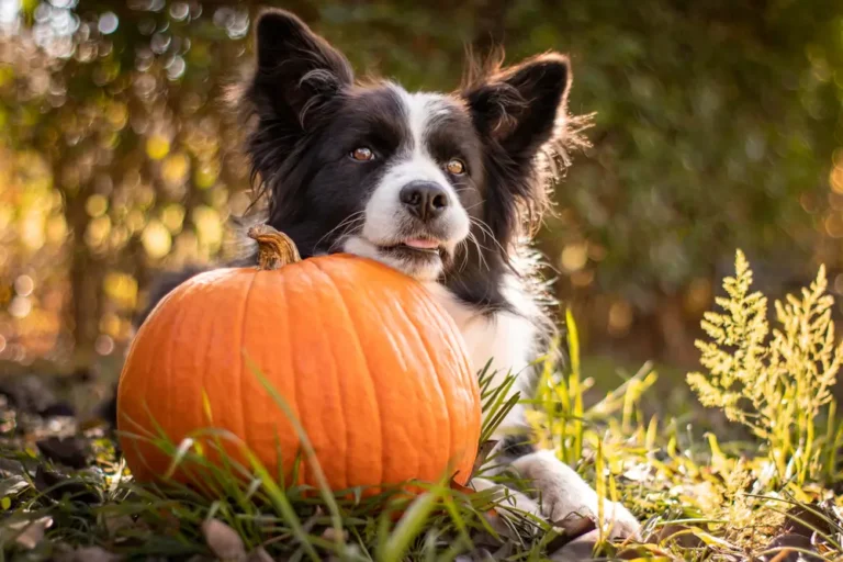Pumpkin Seeds for Dogs Guide to Health Benefits