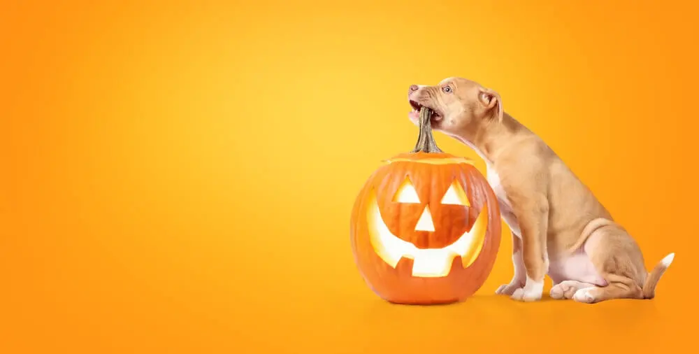 Pumpkin for Dogs Discover the Health Benefits