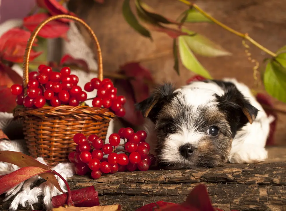 Beneficios de la quercetina para la salud de los perros
