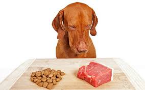 Dieta cruda para un perro: ¿Riesgo para la salud de tu perro y de tu familia?