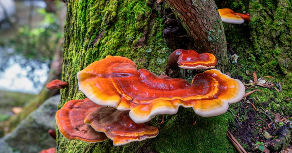 Reishi mushroom adaptogen with excellent health benefits for dogs