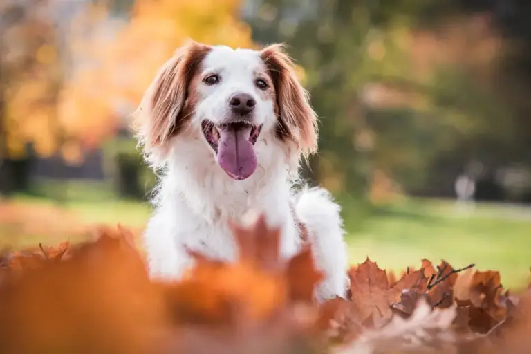 Onderzoeken naar de gezondheidsvoordelen van functionele voeding voor honden