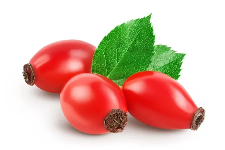 Rosehips for Dogs - Natural Anti-Inflammatory and Antioxidative Benefits