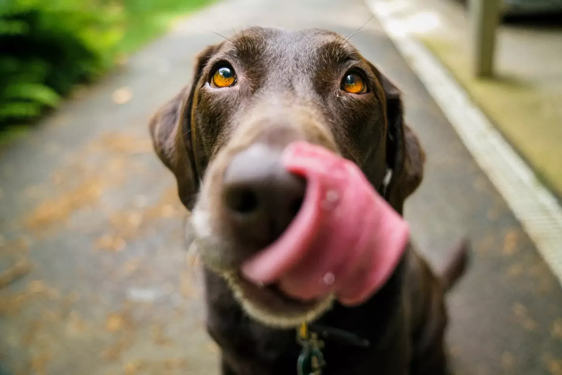Alimentación rotativa para perros: los beneficios de añadir alimentos vegetales para perros