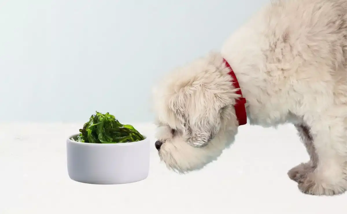 Polvo de algas para perros: Guía de beneficios y uso