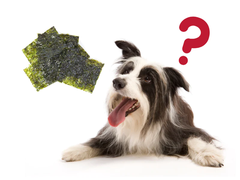 Seaweed for Dogs Good Benefits for Dog Health