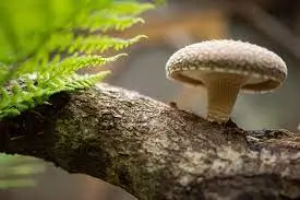 Shiitake Heilpilz für Hunde